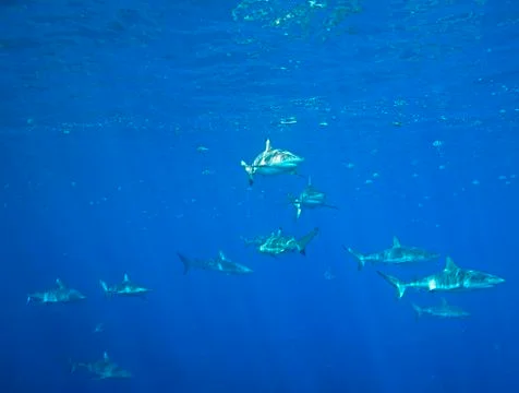 School of Sharks Stock Photos