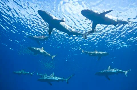 School of Sharks Stock Photos