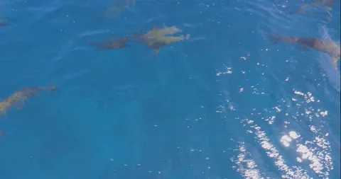 School of sharks swim beneath the surface of ocean water Stock Footage 138895586