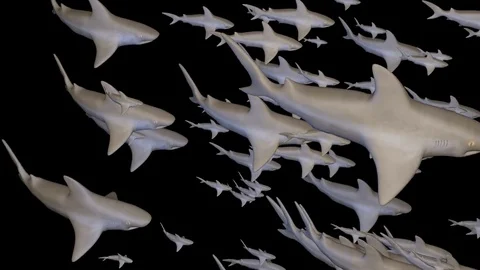 School of sharks swimming on black. Includes black and white alpha  matte Stock-Footage 79226866