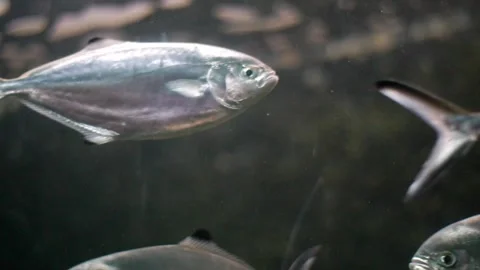 School of shiny silver fish swimming in aquarium Stock Footage 327306573