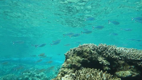 School of Silver Carp Swimming Beneath the Surface: Ogasawara Video stock 332765168