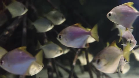 School of silver diamond moonfish swimming in an aquarium. Monodactylus arg.. Stock Footage 341544106