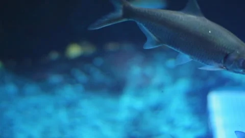 A school of  Silver Dollar fish (Metynnis argenteus) swims in an aquarium. Stock Footage 341349186