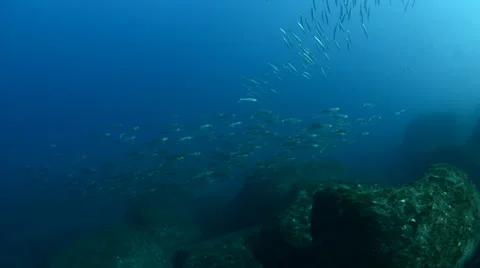 School of silver fish Stock Footage 33851943