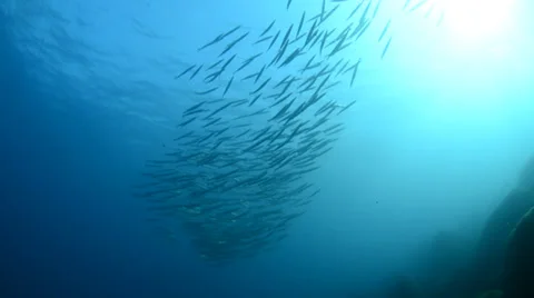 School of silver fish Stock Footage 33852172