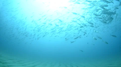 School of silver fish Stock Footage 33891533