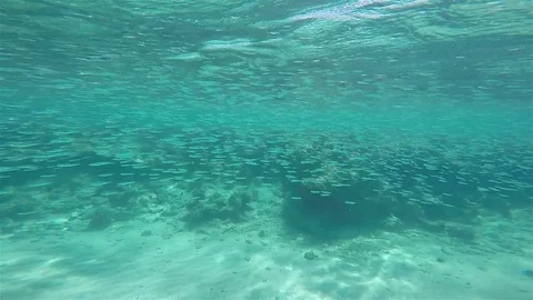 School of Silver Fish, Red Sea Stock Footage 73815978