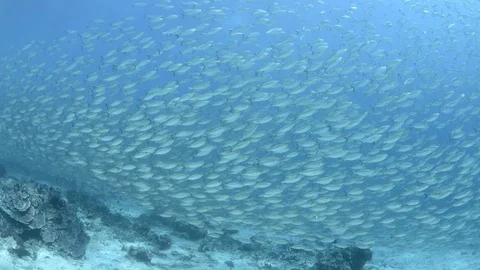School of silver fish ,SCADS 1 Stock Footage 122315480