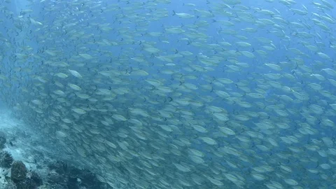 School of silver fish ,SCADS 2 Stock Footage 122315483