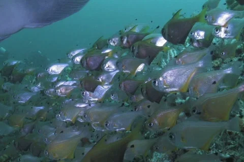 School of Silver Fish SD NTSC Stock Footage 393036