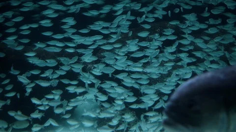 School of silver fish swimming in circles in slow motion Stockbeeldmateriaal 129385347