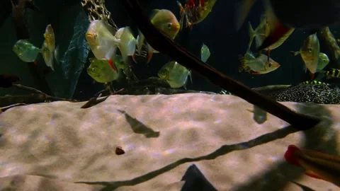 School of Silver Fish Swimming in Planted Freshwater Aquarium Vídeos de archivo 343793071