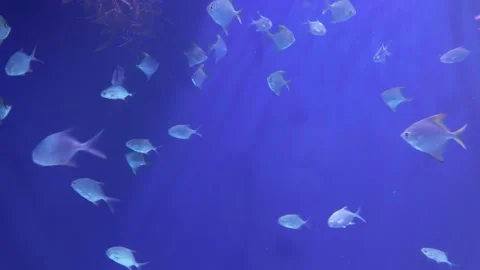 A school of silver fish swims gracefully through a deep blue aquarium tank Stock Footage 341269895