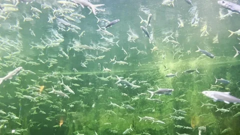 School of silver fish swims through green underwater plants 库存影片 340719412