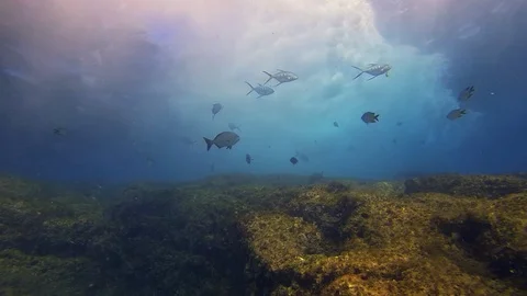 School Of Silver Fish Underwater Seascape.Dramatic Blue Sunlit Sea Surface Water Stock Footage 115837333