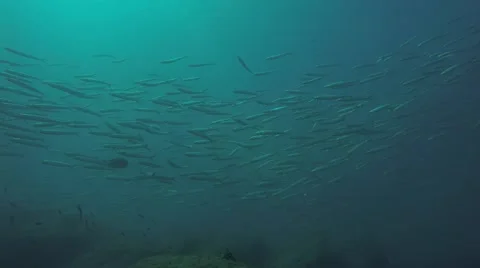 School of silver fish,hovering over the coral reefs Stock Footage 58952032