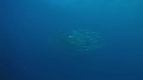School of silver fish,hovering over the coral reefs Stock Footage 59081372