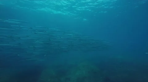 School of silver fish,hovering over the coral reefs Видео 59083258
