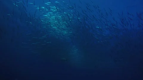 School of silver fish,hovering over the coral reefs Stock Footage 59303197