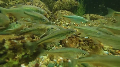 A school of silver freshwater fish Stock Footage 296029430