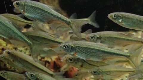 A school of silver freshwater fish  Stock Footage 296543530