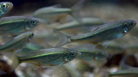 A school of silver freshwater fish  Stock Footage 297009244