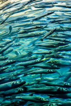 School of Silver Gray Fish Stock Photos