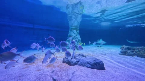 School of Silver Moonfish Swimming in Large Aquarium Tank Stock Footage 330794698