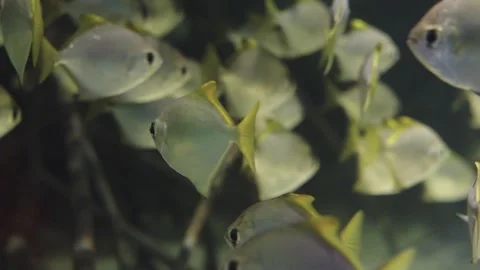 School of silver moony fish Monodactylus argenteus swimming among mangrove .. Vídeos de archivo 341131078