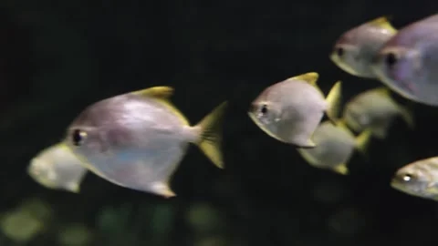 School of silver moonyfish swimming in a dark aquarium. Monodactylus argent.. Vídeos de archivo 341543795