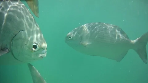 School of Silver Pompano Fish Swimming Calmly, Chileno Bay, Los Cabos, Mexico Stock Footage 109120184
