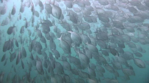 A school of silver sweep Stock Footage