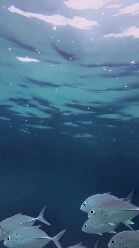School of Silver Trevally Fish Gliding Through Deep Blue Waters of Hikkaduwa Stock Footage 330185271