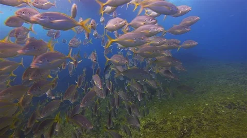School Of Silver Trevally, Silver Bream Or Skipjack Fish Schooling In Deep Blue Stock Footage 113951918