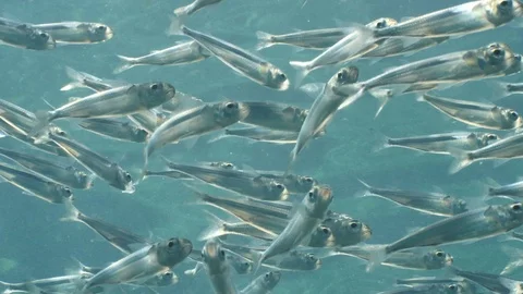 School of silverside fish underwater close up Stock Footage