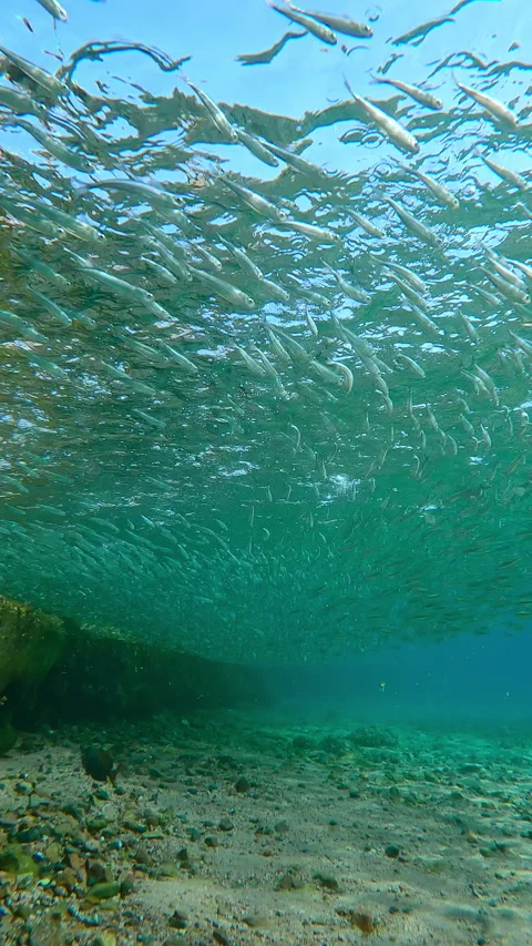 School of Silversides Atherina darts side-to-side just below shallow surface, Stock Footage 343157789
