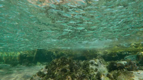 School of Silversides Atherina floats below surface rocking on waves above large Видео 331476241