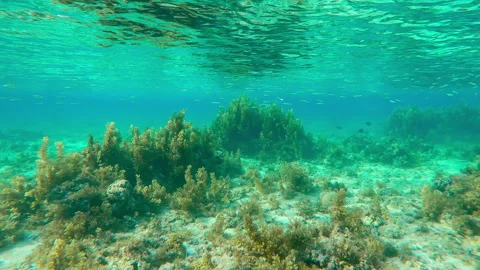 School of Silversides Atherina swims under silvery surface over plateau coral Видео 331476880