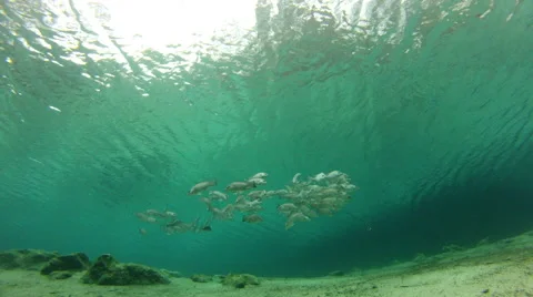 A school of silvery fish scatters Stock Footage 62841344