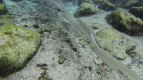 A school of silvery fish share the manatees' habitat Stock Footage 62785495