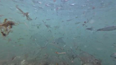 School of silvery fish striped pompano and Sardines over vegetated bottom Vídeos de archivo 331370856