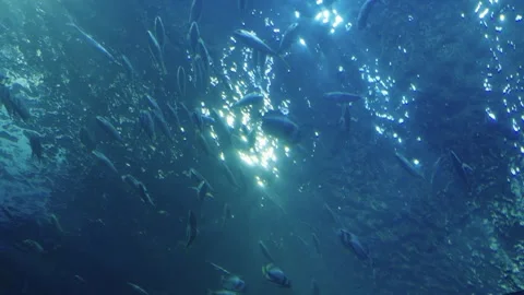 A school of silvery fish swimming in the deep blue sea, viewed from below l.. Video stock 344029675