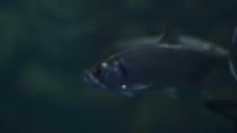 A school of silvery fish swims in a dark aquarium. Stock Footage 341348716