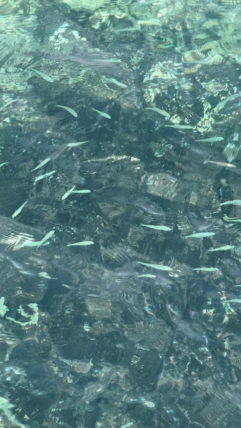 School of small atherina and silver fish swimming in clear turquoise sea water Video stock 346308536