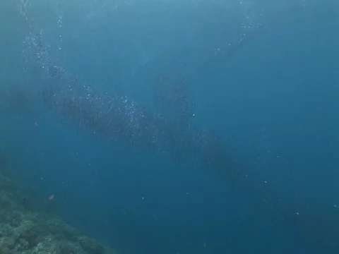 School of small baitfish Stock Footage 98668173