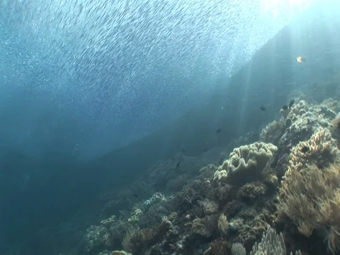 School of small baitfish Stock Footage 98668326