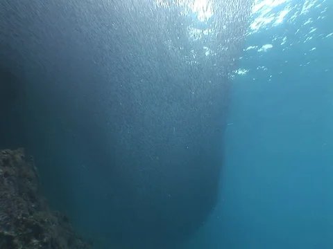 School of small baitfish Stock Footage 98668389