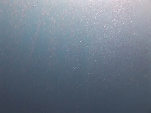 School of small baitfish Stock Footage 98668636