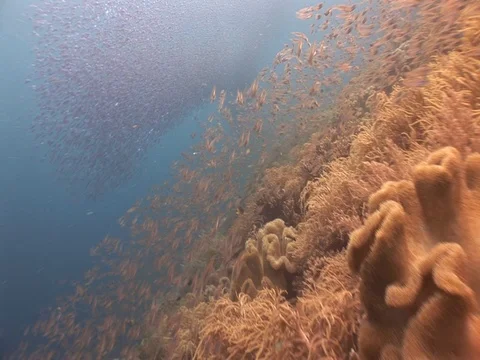 School of small baitfish Stock Footage 98668647